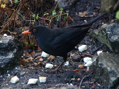 Male Blackbird