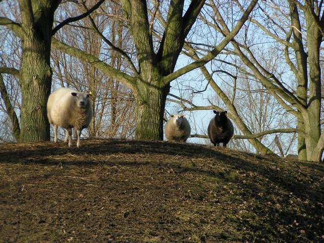 Sheep