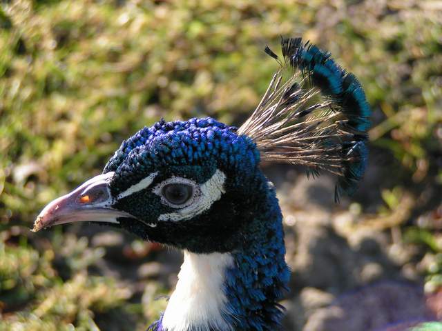 Peacock