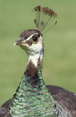 Peacock - DSC_2596.jpg