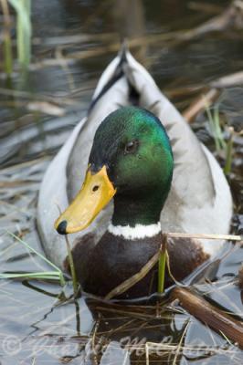 Mallard Duck - DSC_2655.jpg