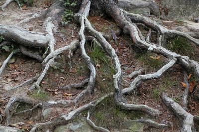 Roots At Canyon View