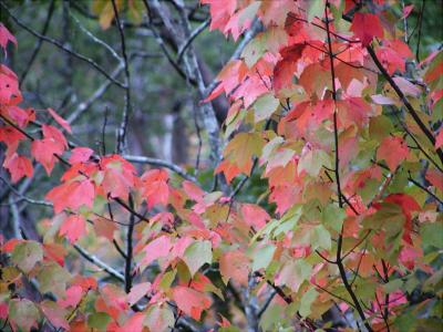 Color At Eberhart Point