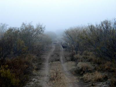 Wide Ten in the Fog