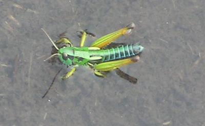 Alpine Grasshopper