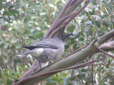 Grey Currawong turned