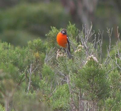 Male Flame Robin