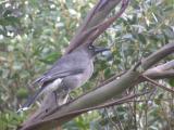 Grey Currawong