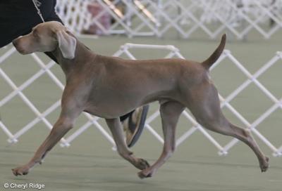 Weimaraner - Aust Ch Silvasheen Grey Eagle (Ziggy) on the move