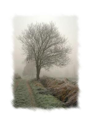 Op weg naar Roosbeek in de mist.jpg