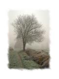 Op weg naar Roosbeek in de mist.jpg