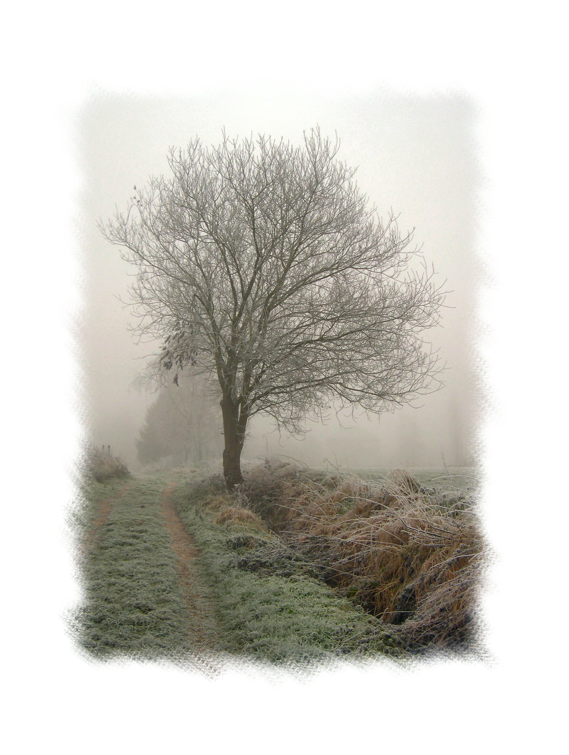 Op weg naar Roosbeek in de mist.jpg