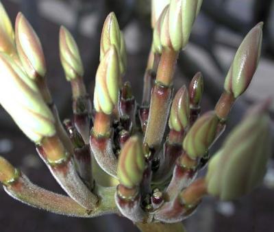 Plumaria Buds