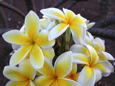 Plumaria