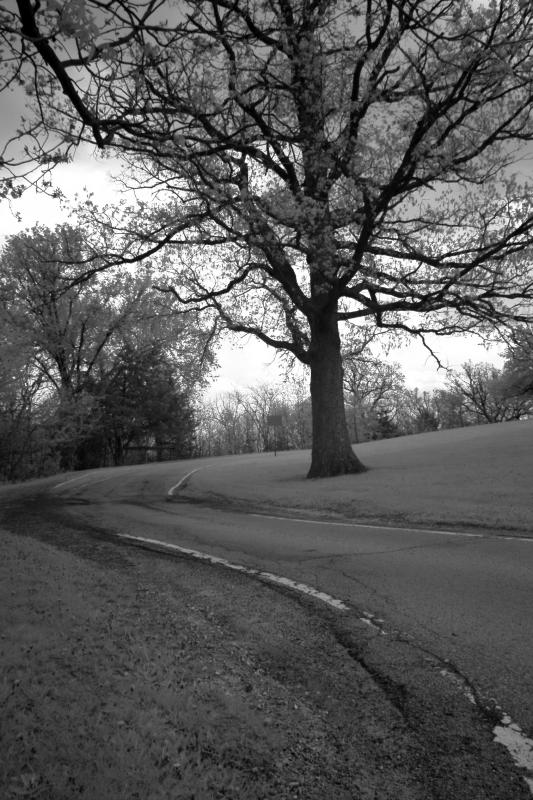 IMG07742IR.jpg