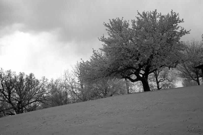 IMG07746IR.jpg
