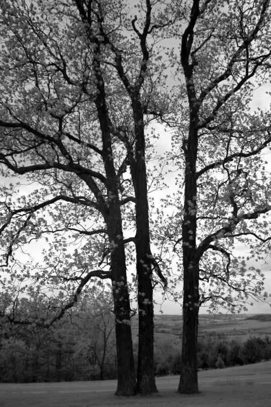 IMG07786ir.jpg