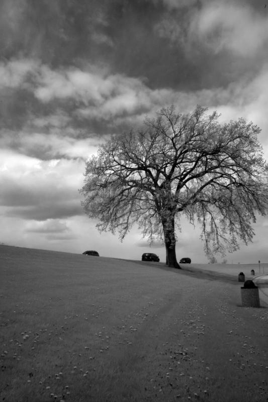 IMG07792ir.jpg