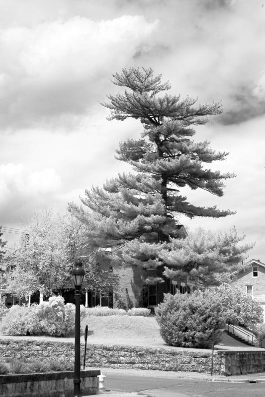 IMG07848ir.jpg