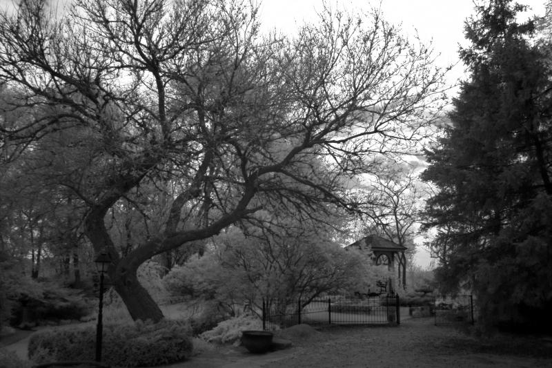 IMG07869ir.jpg