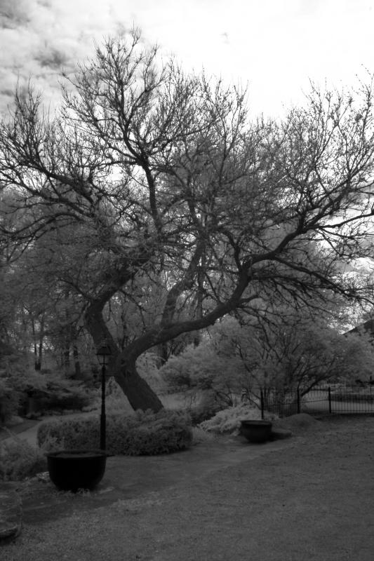 IMG07871ir.jpg