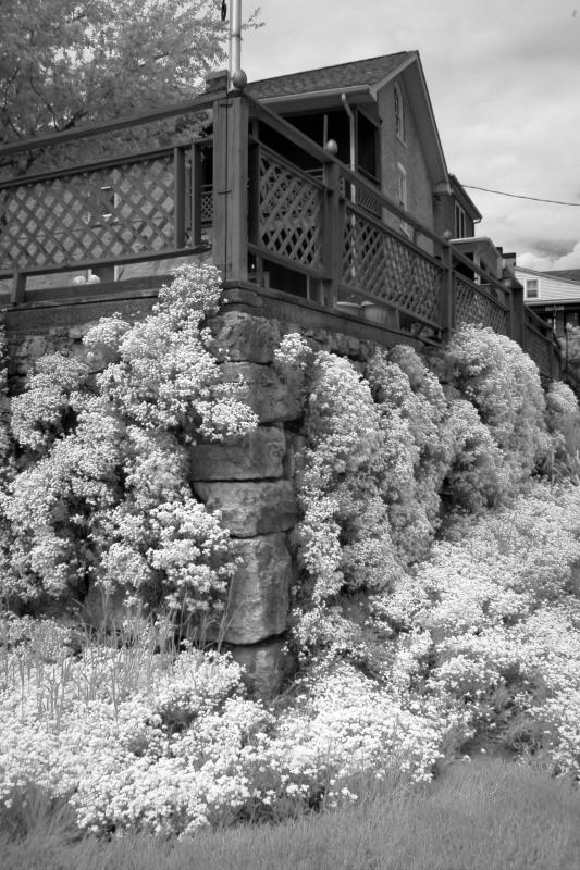 IMG07882ir.jpg