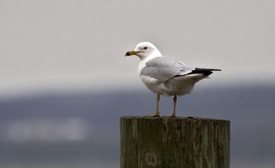 gull on stump.jpg