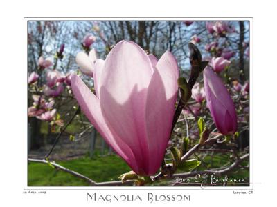 29Apr05 Magnolia Blossom