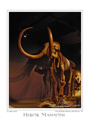 30Apr05 Hebior Mammoth