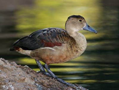 ringed teal