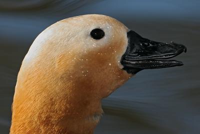 ruddy shelduck