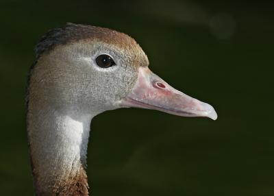 whistling duck portrait