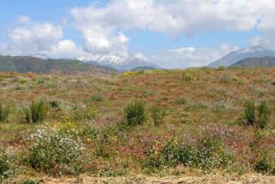 San Dimas meadows