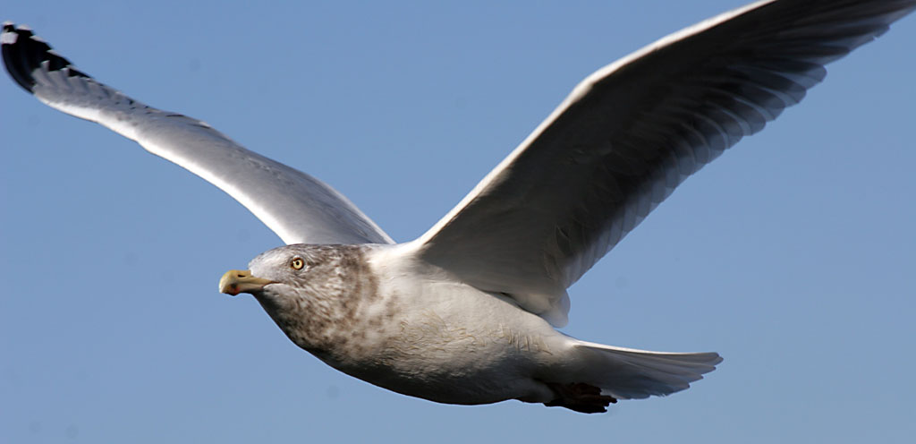 Seagull one