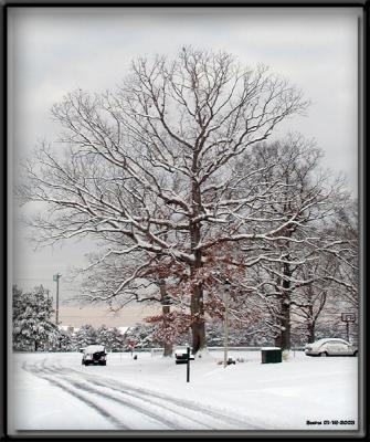 Snowy Saved Tree