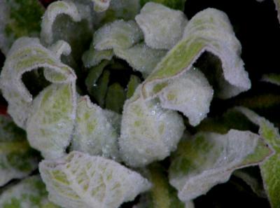Leaf Flower