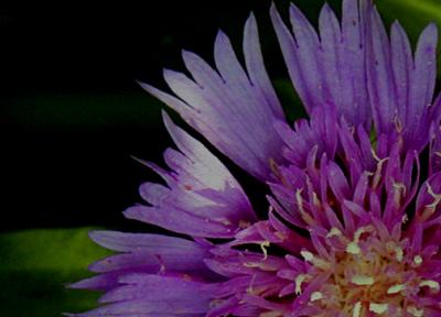 Scabiosia