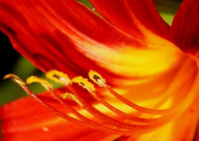 Day Lily Burst