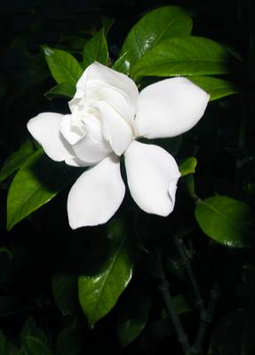 Gardenia - back brushed