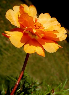 Lovin' the Sun - Portulacca