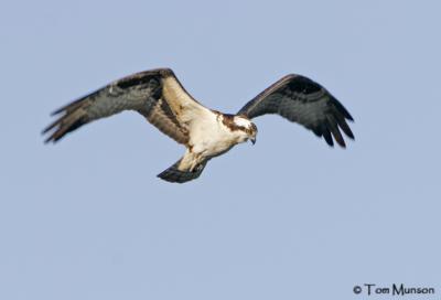 Osprey