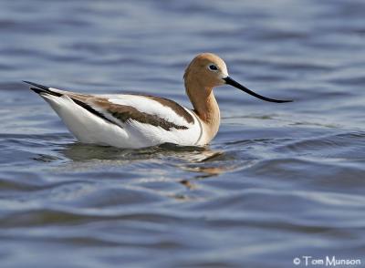 American Avocet