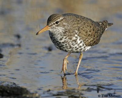 Spotted Sandpiper