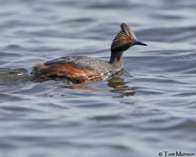 Eared Grebe