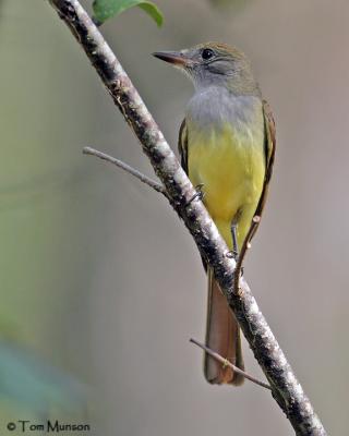 Great-crested Flycatcher