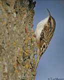 Brown Creeper