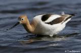 American Avocet