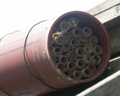 Mason Bees - Apr05 - 2.jpg