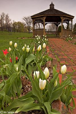 u11/cman3002/medium/42736531.tulip_gazebo_mjc.jpg