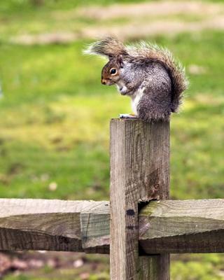 u11/cman3002/medium/42885283.squirrelpost_mjc_sm.jpg
